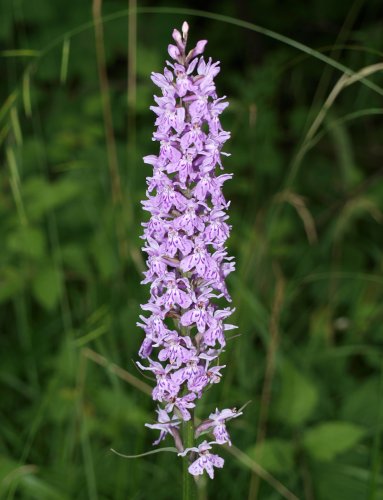 Dactylorhiza fuchsii