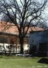 1986: Die Leibl-Linde vor dem Atelier