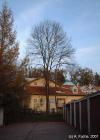 Gesunde Esche, F&auml;llung von Stadt genehmigt