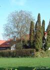 Gesunder Nu&szlig;baum, F&auml;llung von Stadt genehmigt
