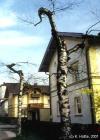 Verst&uuml;mmelte Birken in der Lagerhausstra&szlig;e