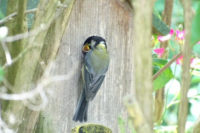 Kohlmeise f&uuml;ttert Jungvogel