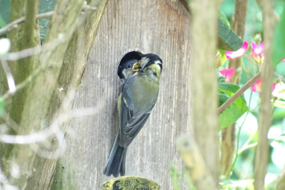 Kohlmeise f&uuml;ttert Jungvogel mit Raupe