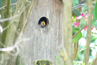 Jungvogel bettelt um Futter