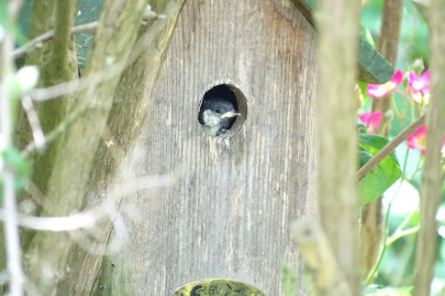 Jungvogel schaut neugierig in die Umgebung