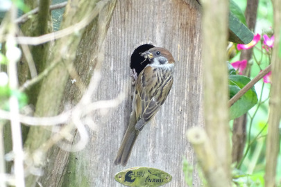 Sperling f&uuml;ttert Jungvogel mit Heuschrecke