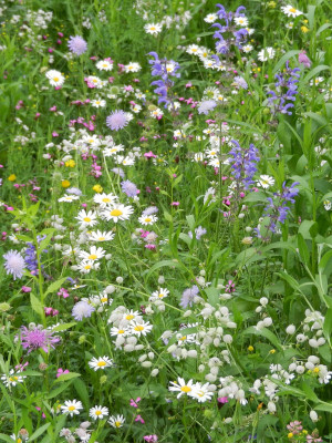 Naturnahes &ouml;ffentliches Gr&uuml;n