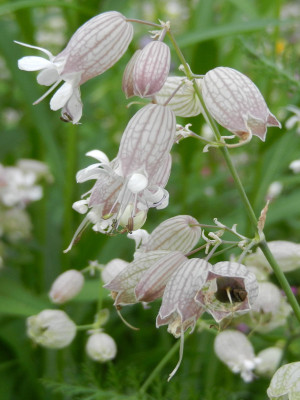 Naturnahes &ouml;ffentliches Gr&uuml;n