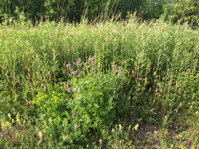 Skabiosen Flockenblume (Centaurea scabiosa)
