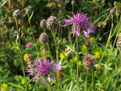 Skabiosen Flockenblume (Centaurea scabiosa)