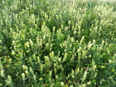 Dr&uuml;siger Klappertopf (Rhinanthus rumelicus)