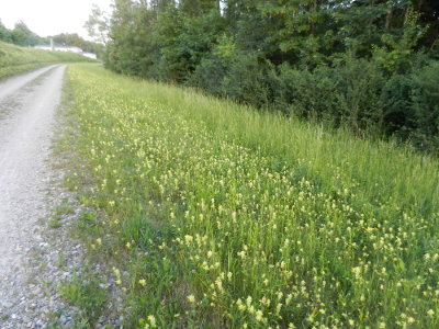 Dr&uuml;siger Klappertopf (Rhinanthus rumelicus)
