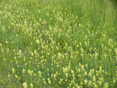 Dr&uuml;siger Klappertopf (Rhinanthus rumelicus)
