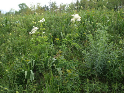 Akeleibl&auml;ttrige Wiesenraute (Thalictrum aquilegifolium)