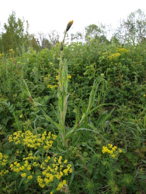 Wiesenbocksbart (Tragopogon pratensis)