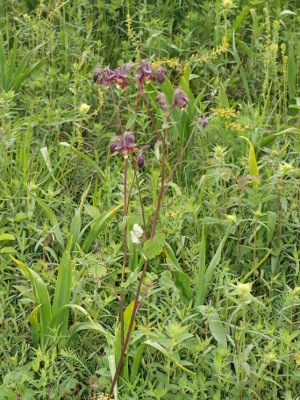 Dunkle Akelei (Aquilegia atrata)