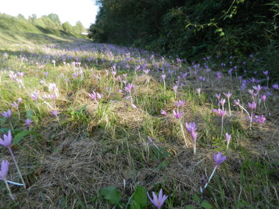 Herbstzeitlose (Colchicum autumnale)