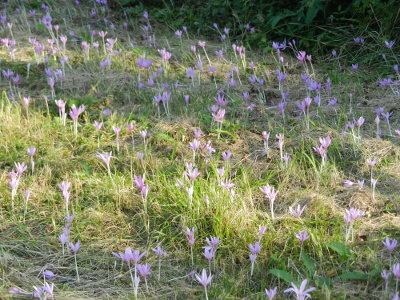 Herbstzeitlose (Colchicum autumnale)