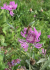 Flockenblume