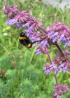 Erdhummel auf Quirlsalbei