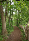 Weg in Auwald