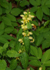Goldnessel mit Hummel