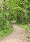 Weg im Auwald