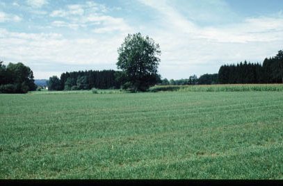 Mietraching