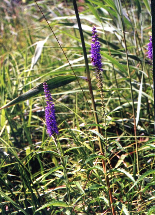 Veronica longifolia