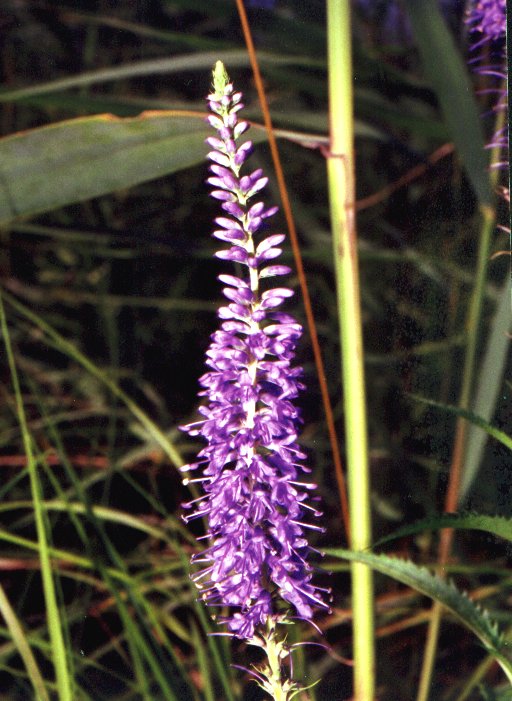 Veronica longifolia