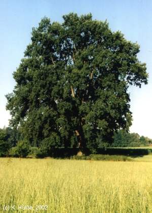Stieleiche