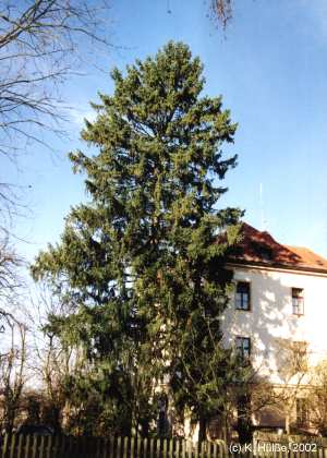 Trauerweide