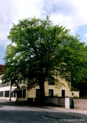 Rotbuche am Ludwigsbad