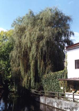 Trauerweide