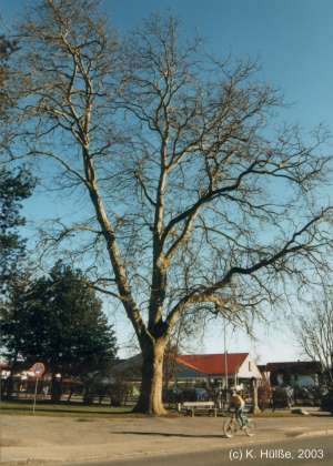 Die Platane am Friedhof