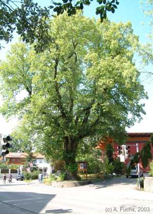 Die Holländische Linde am Paulusheim