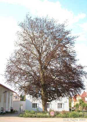 Die Blutbuche an der Lindenstraße