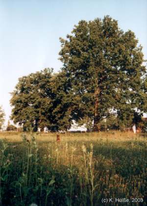 Die Stieleichen am Hochwindweg