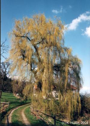 Die Trauerweide am ehemaligen Kinderheim in Berbling