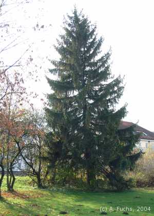 Die Fichten an der Haltestelle Kurpark