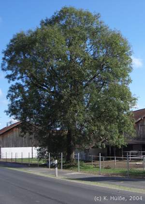Die Esche in Krabichl-Moos