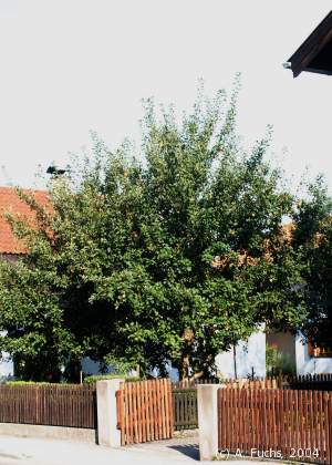 Der Apfelbaum in der Harthauser Straße