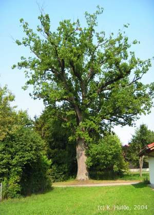 Die Stieleiche am Kreuth
