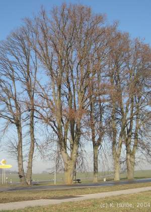 Die Winterlinden am Abzweig nach Ellmosen