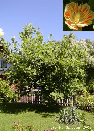 Der Tulpenbaum Am Sonnenfeld 9