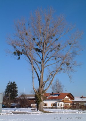 Die Pappel im Gartenäckerweg in Willing