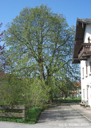Die Rosskastanie beim Antretter in der Eichenstraße