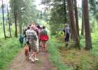 Wald-, Acker- oder Sumpf-Schachtelhalm?